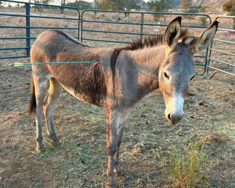 Donkey Healing After Latest Projectile Strike on Free-Roaming Asses in the Golden State