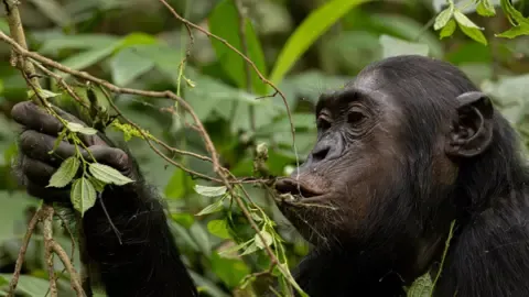 Chimpanzees Drinking a Daily Dose of an Alcoholic Beverage Each Day from Fermented Produce, Study Finds