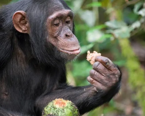 Wild Chimps Drink Everyday Ethanol Equivalent to a Pint from Fermented Figs