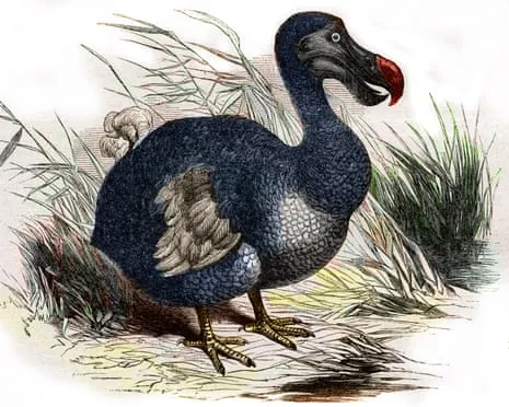 Experts Assert They Have Achieved a ‘Major Breakthrough’ in Reviving the Extinct Bird for the First Time in 300 Years